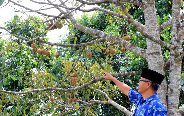 Mengenal Durian Gundul dari Indonesia