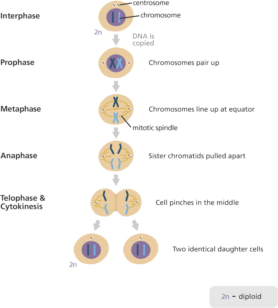 Perbedaan Mitosis dan Meiosis, Pembelahan Sel Makhluk Hidup