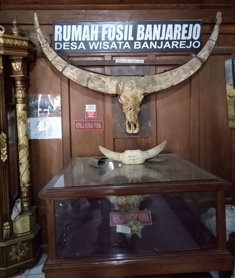 Melihat Koleksi Rumah Fosil Banjarejo