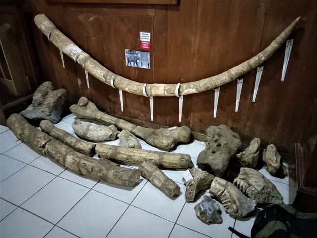 Melihat Koleksi Rumah Fosil Banjarejo