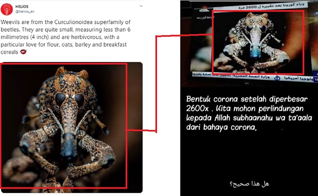 [Cek Fakta] Foto Penampakan Wujud Virus Korona setelah Diperbesar 2600 Kali? Ini Faktanya