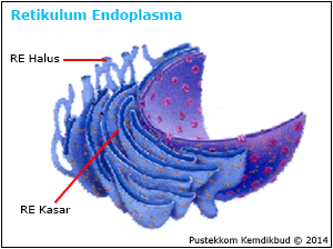 Perbedaan Sel Hewan dan Sel Tumbuhan Lengkap dengan Gambar