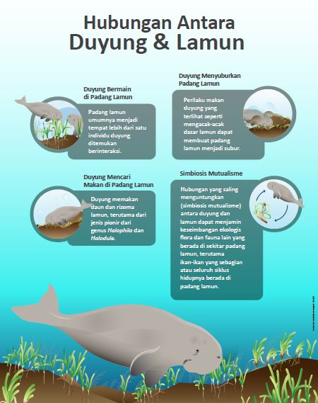 Mencari Jejak Duyung di Pulau Bintan