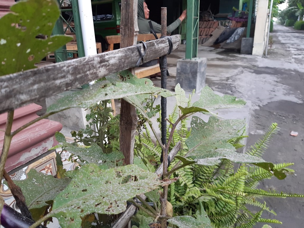 Hujan Abu Erupsi Merapi Hingga Perbatasan Boyolali-Sukoharjo