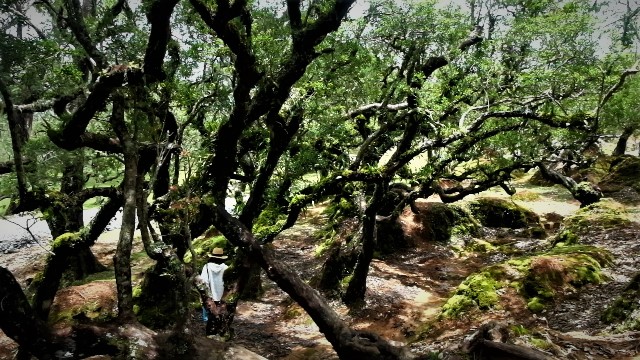hutan bonsai