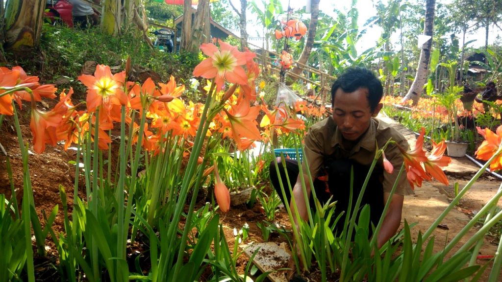 Kebun Bunga Amarilis Di Desa Salam Jadi Magnet Wisatawan