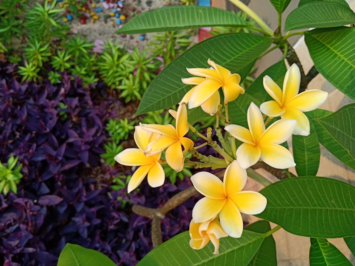 Oppo F9, Setengah Hati dan tak Menggugah