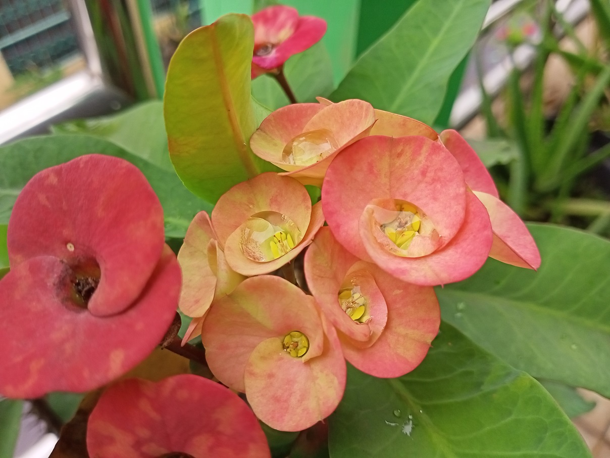 realme C3, Baterai 5.000 mAh dan 3 Kamera Belakang Harga Murah