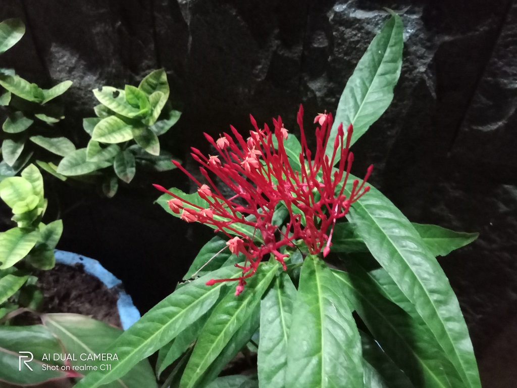 Review realme C11, Punya RAM 2GB tapi Bisa Diandalkan
