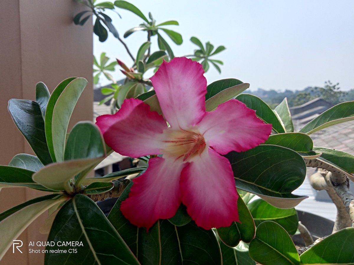 Review realme C15, Berani dengan Baterai 6.000 mAh 18W