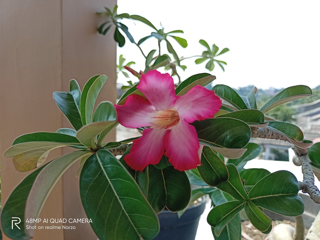 Review realme Narzo, Pengalaman Gaming di Harga Murah
