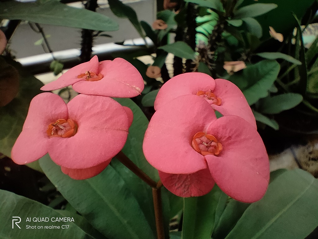 Review realme C17, RAM 6GB Harga Rp2 Juta