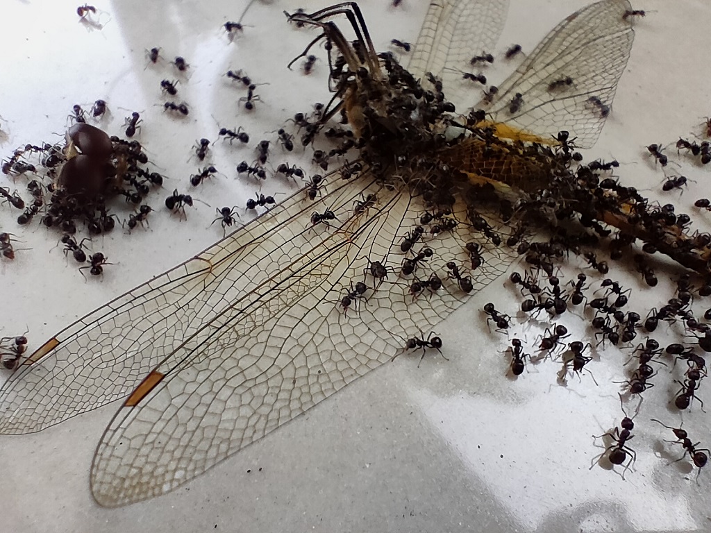 Review realme GT Master Edition, Tampilan dan Spesifikasinya Mantap