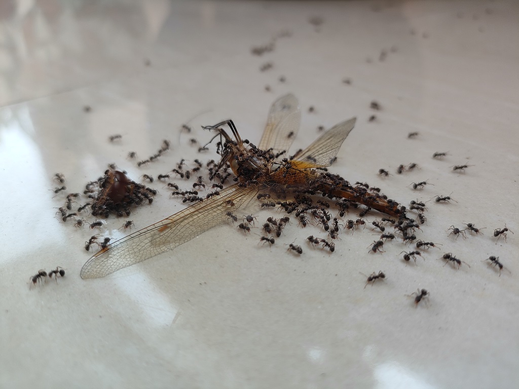 Review realme GT Master Edition, Tampilan dan Spesifikasinya Mantap