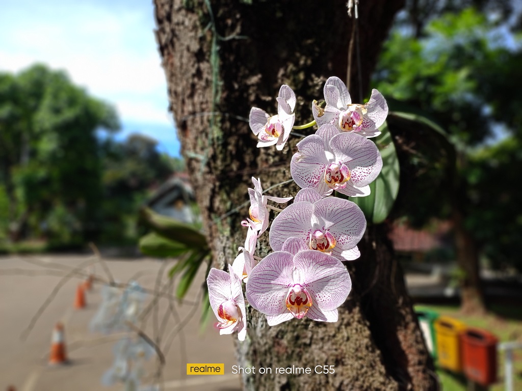 Review realme C55, Kamera Juara 64MP dan Debut Mini Capsule di Android