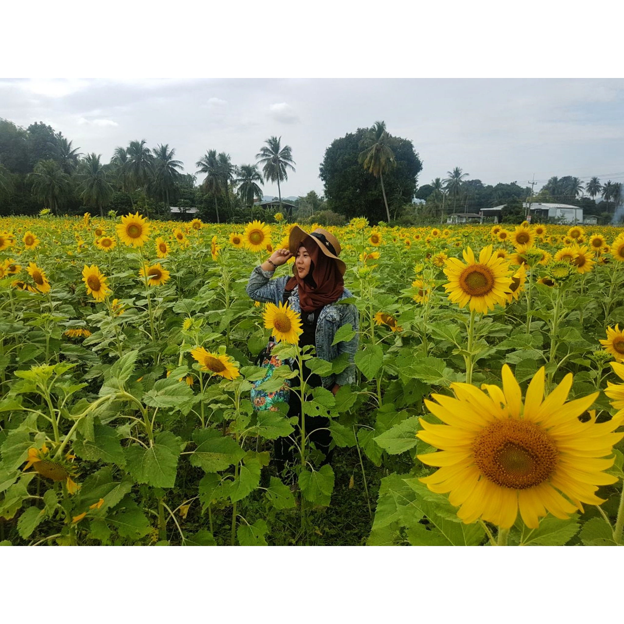Sunflower Festival, Destinasi Wajib saat Melancong ke Thailand