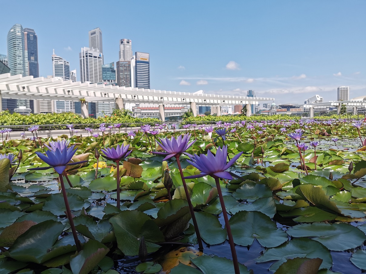 Huawei P30 Pro, Makin Bagus Makin Istimewa