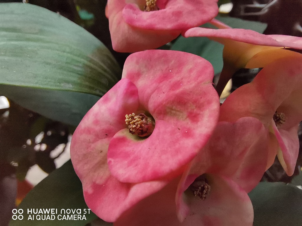 Huawei Nova 5T, Kelas High-End Harga Menengah yang Sesungguhnya