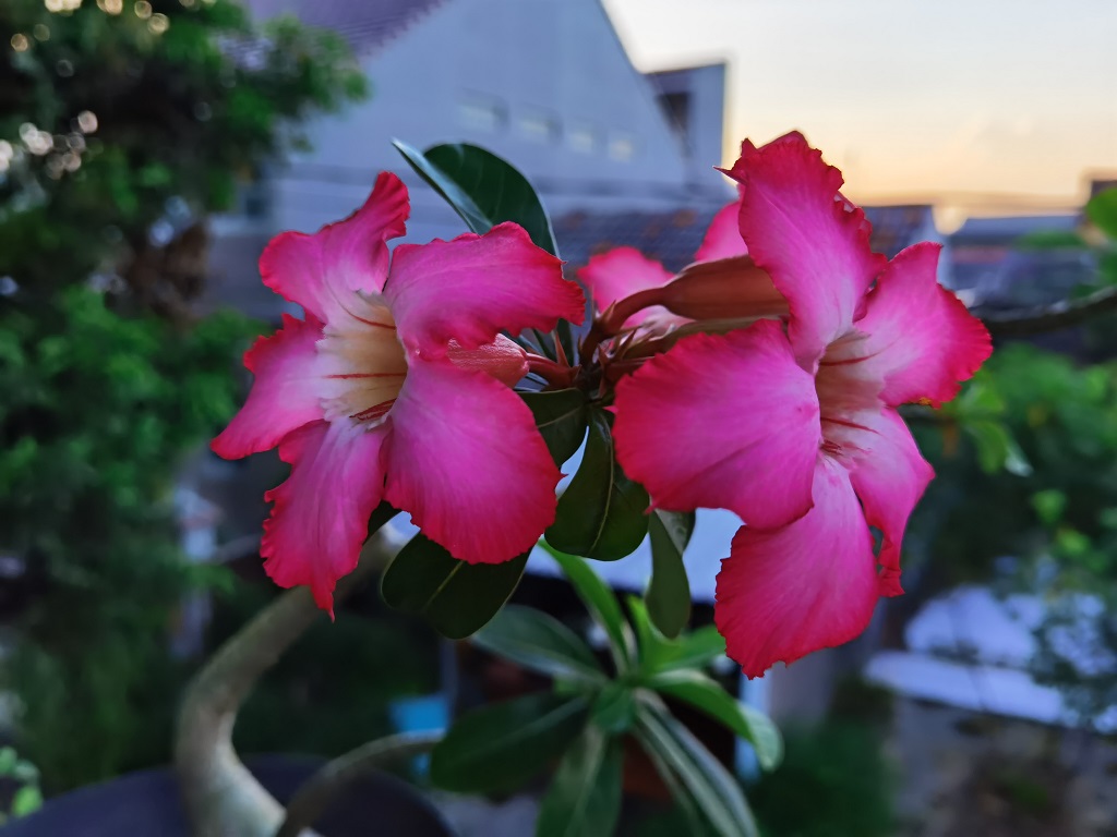 Review Huawei P40 Pro, Kesempatan Jadi yang Terbaik