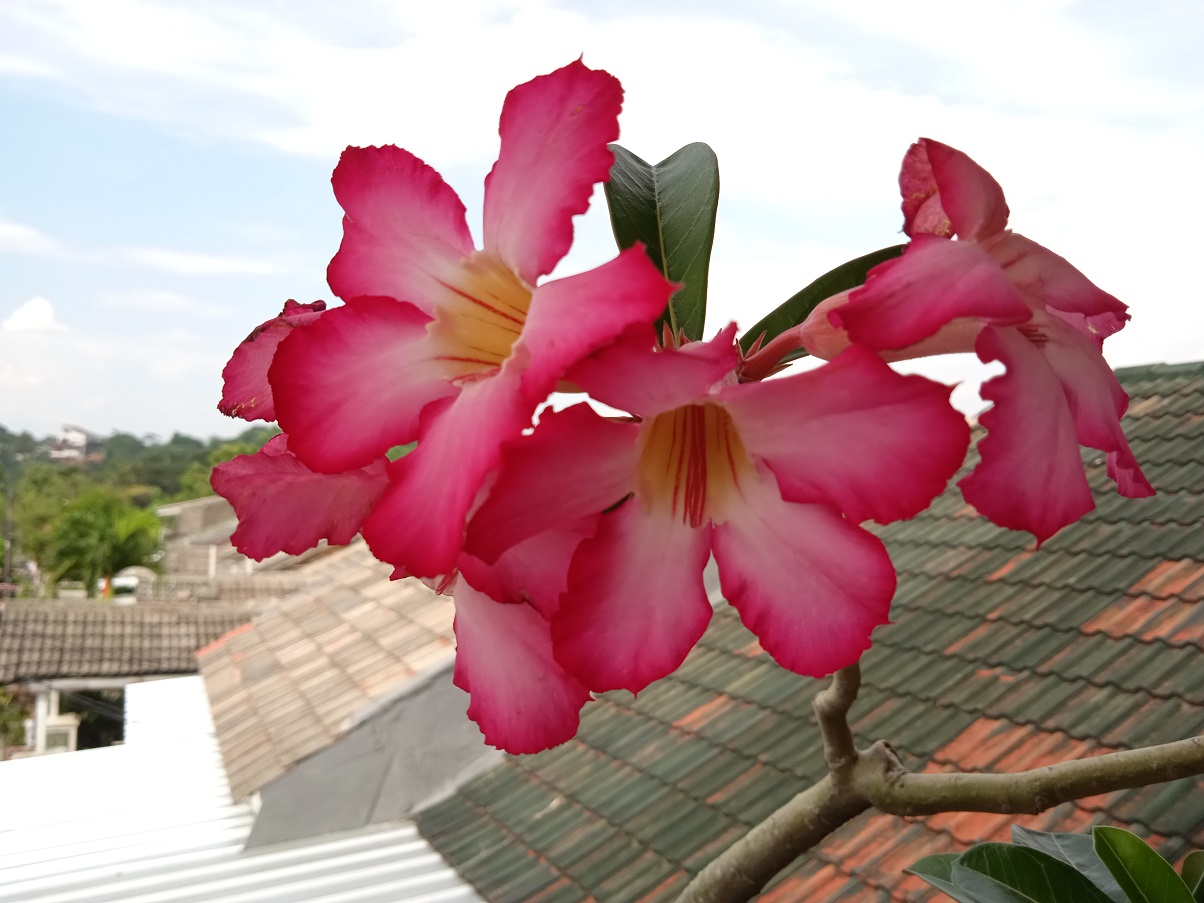 Review Redmi 9A, Smartphone Terjangkau Layar Lega