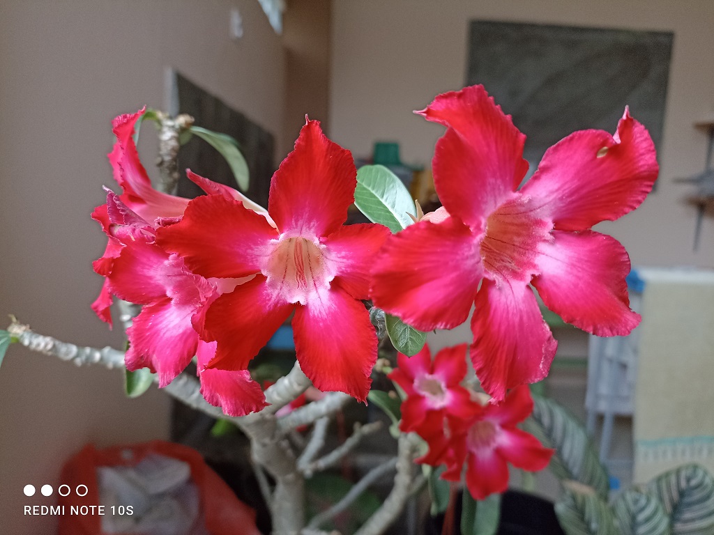 Review Redmi Note 10s, Harga dan Spesifikasinya Pas!