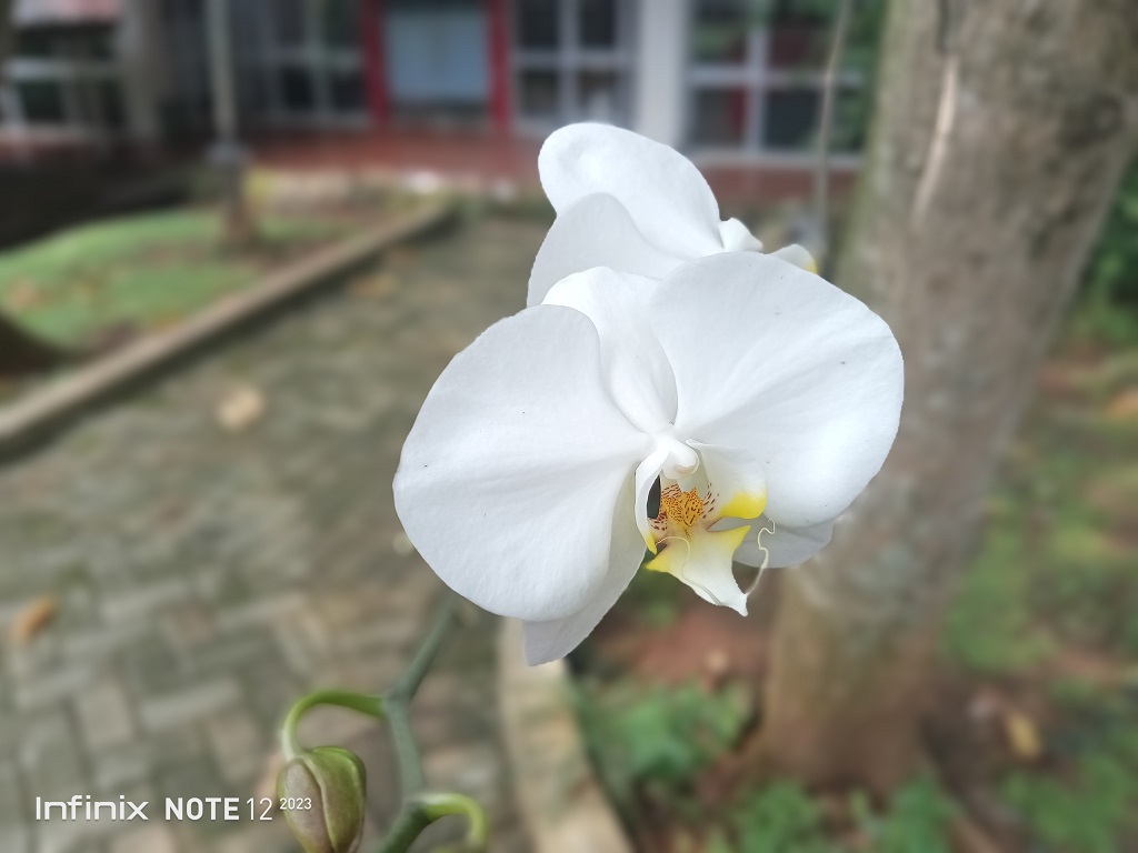 Review Infinix Note 12 2023, Kelas Menengah tapi Fitur Komplit