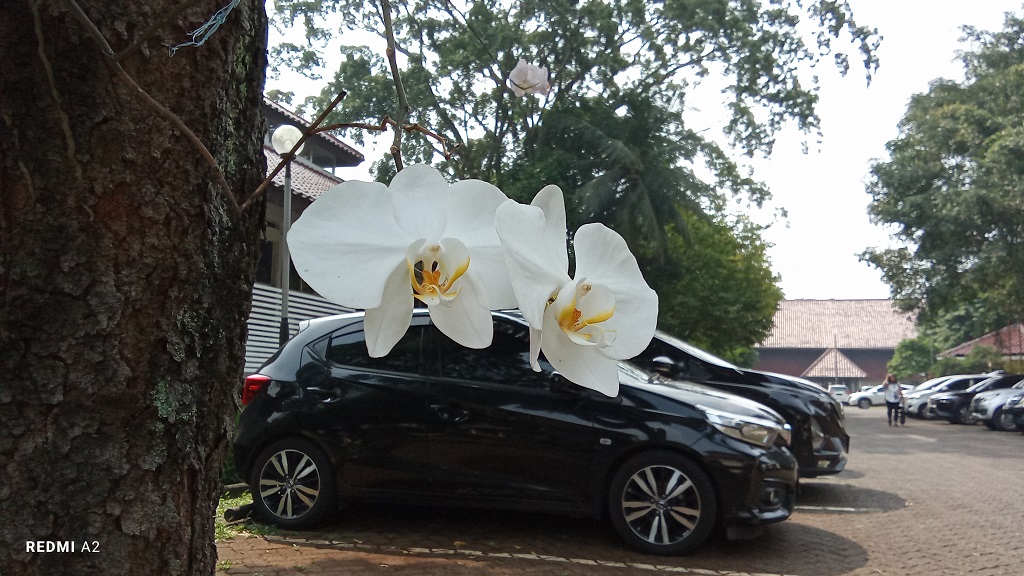 Review Redmi A2, Harga Terjangkau dan Bagus tapi Masih Micro-USB