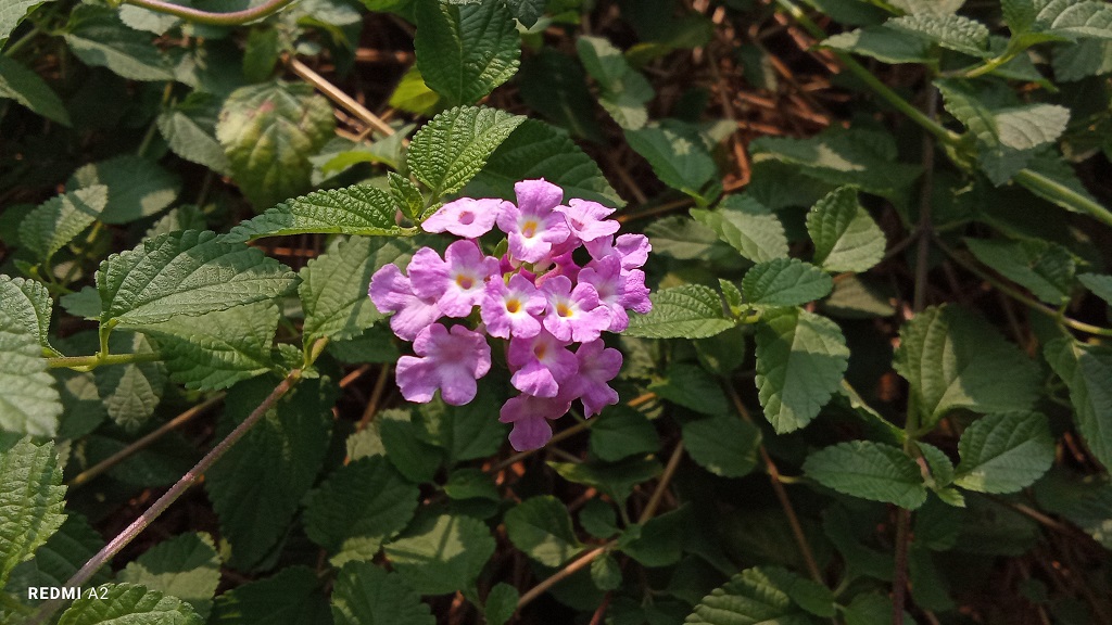 Review Redmi A2, Harga Terjangkau dan Bagus tapi Masih Micro-USB