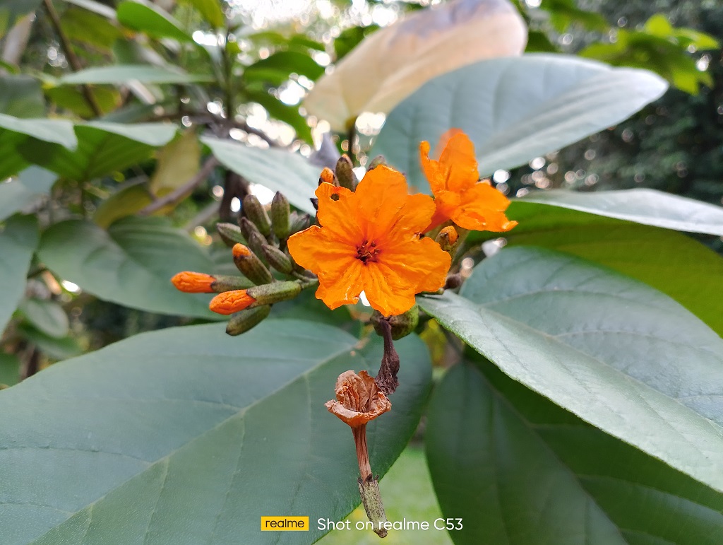 Review realme C53 NFC, Fiturnya Komplit Gak Cocok di Entry-Level