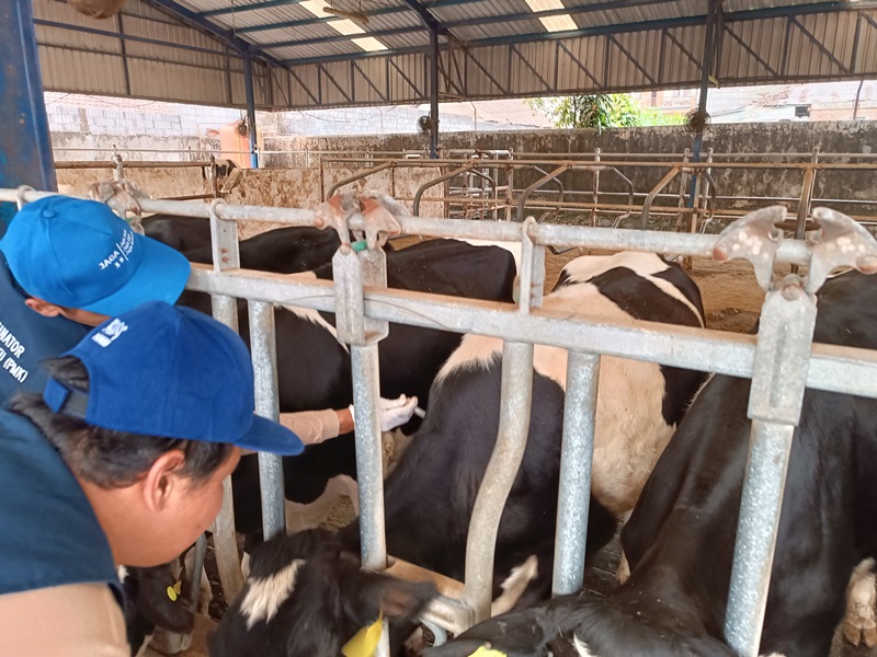 Wabah PMK Hantui Peternak Jatim, Kini Bangkit Menembus Tabir