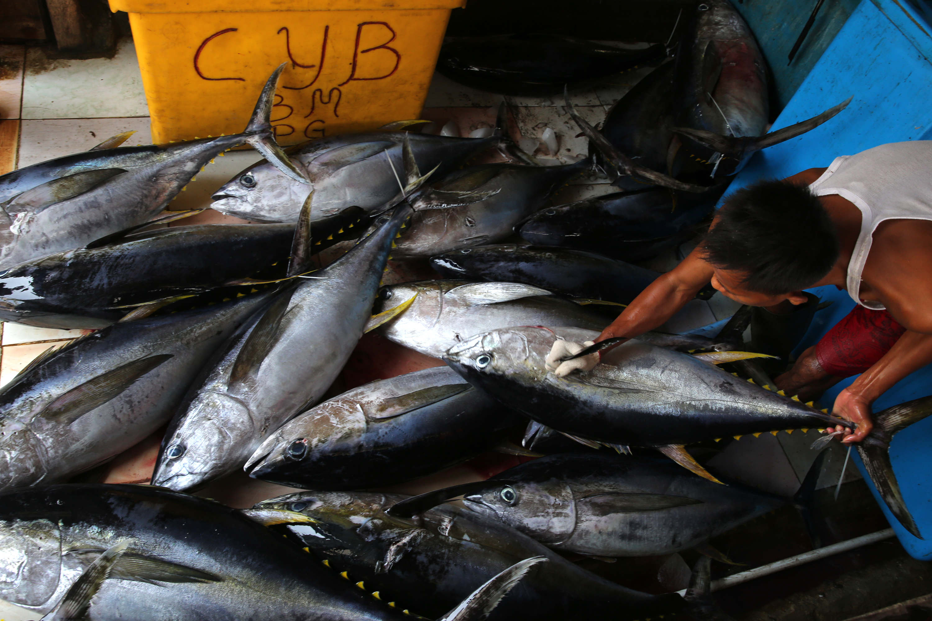 Indonesia Berpeluang Menjadi Eksportir Tuna Utama di Dunia