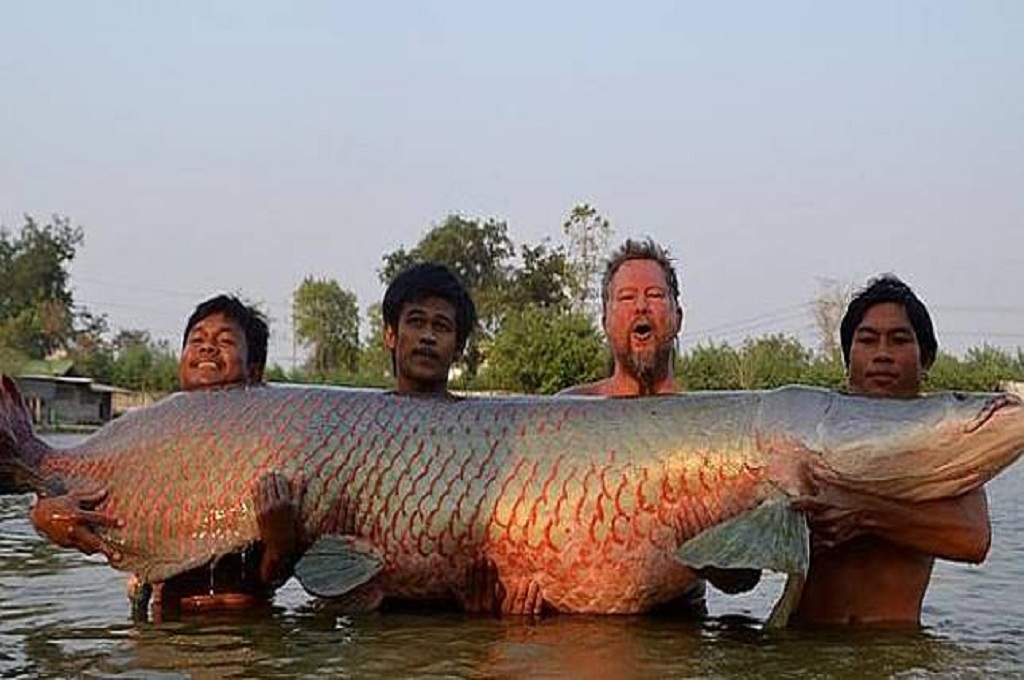 Ikan Air Tawar Terbesar Siakappaka