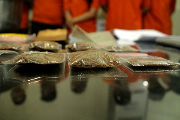 Produksi Ganja Sintetis Mencapai 30 Kg