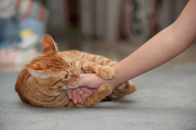 Penyebab kucing tiba-tiba menggigit saat dielus