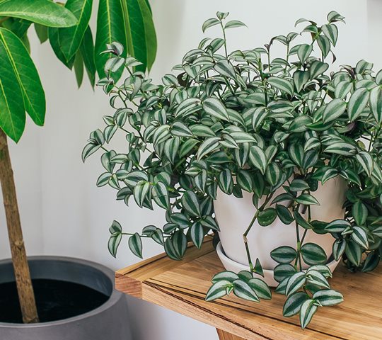 tren warna terbaru interior