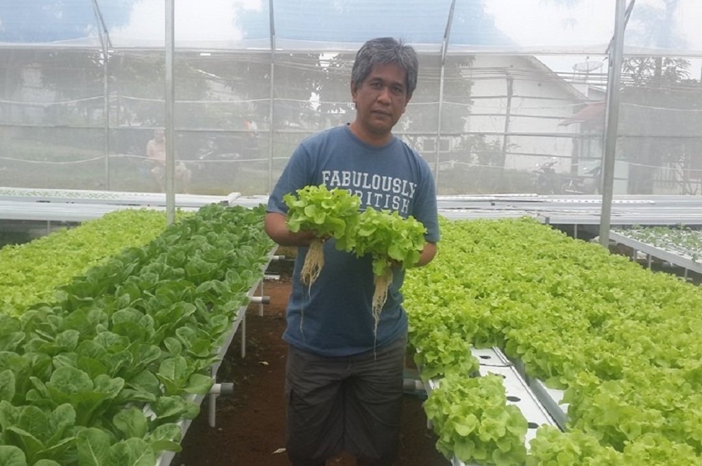 Petani Lulusan Itb Raup Rp500 Juta Dengan Hidroponik