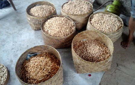 Produksi Keciput di Jepara Naik Empat Kali Lipat