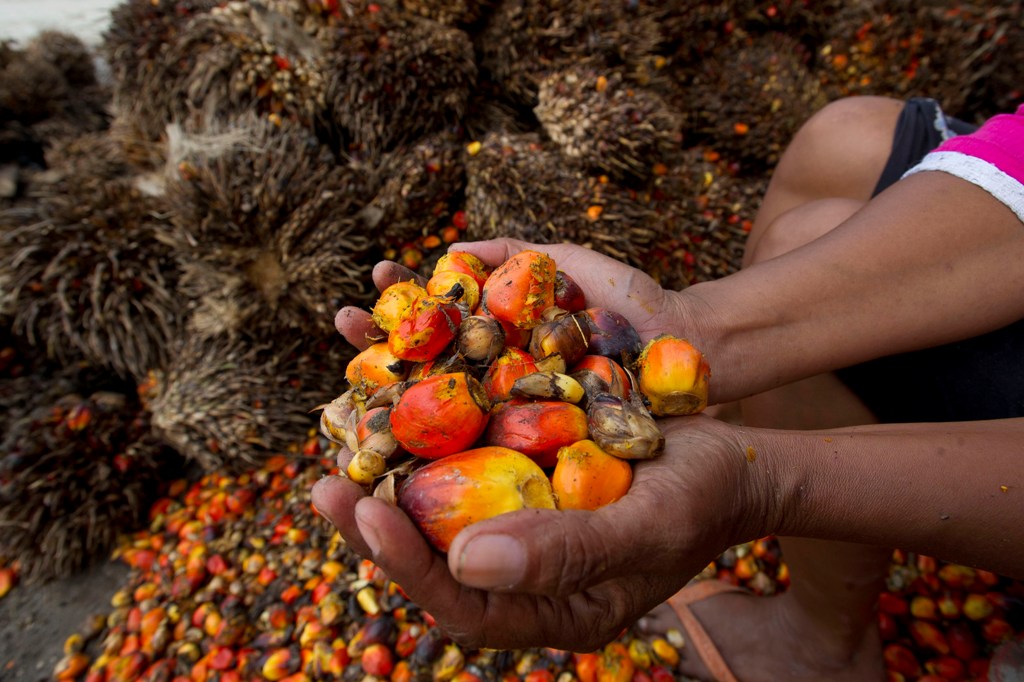RI Ajak ASEAN Lawan Kampanye Hitam Komoditas Kelapa Sawit