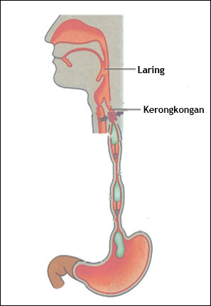 Kerongkongan sumber belajar kemendikbud.jpg