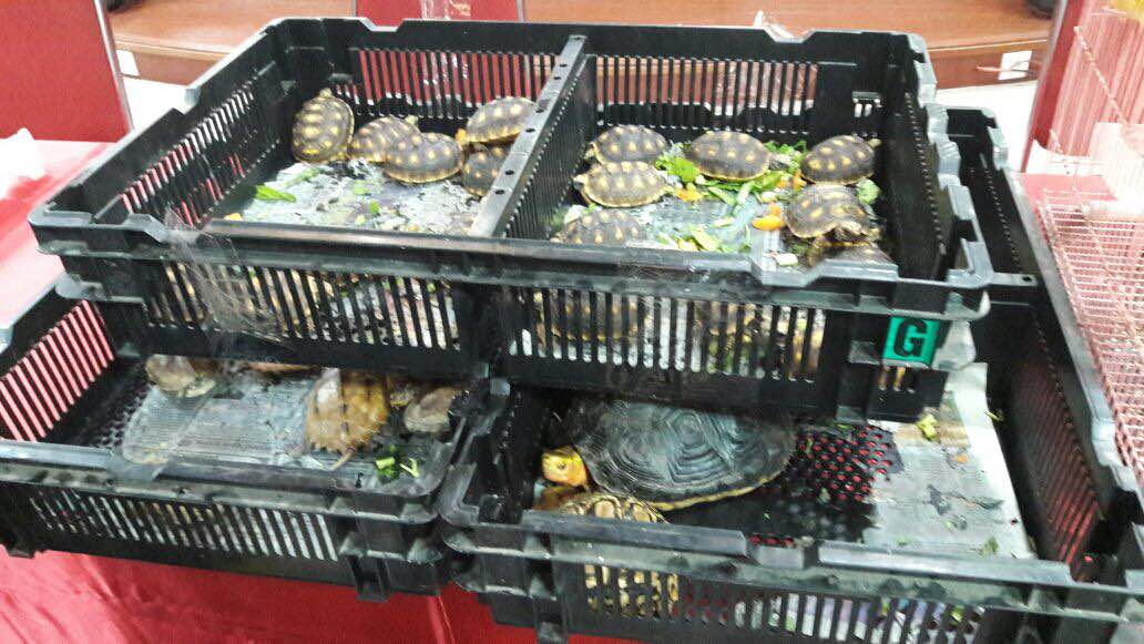 Dua Bulan, Penyelundupan Hewan di Bandara Soetta Capai Rp21 Miliar