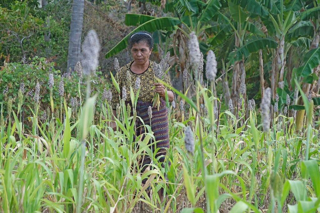 Promosi Kopi Leworook di Flores Butuh Akses Internet