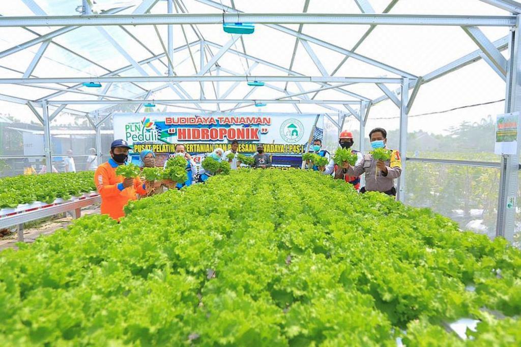 Pemanfaatan Lampu UV Terbukti Tingkatkan Produktivitas Tanaman Hidroponik