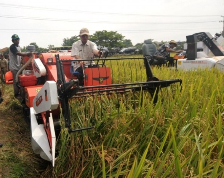Padi dan Jagung di Tuban Memasuki Masa Panen