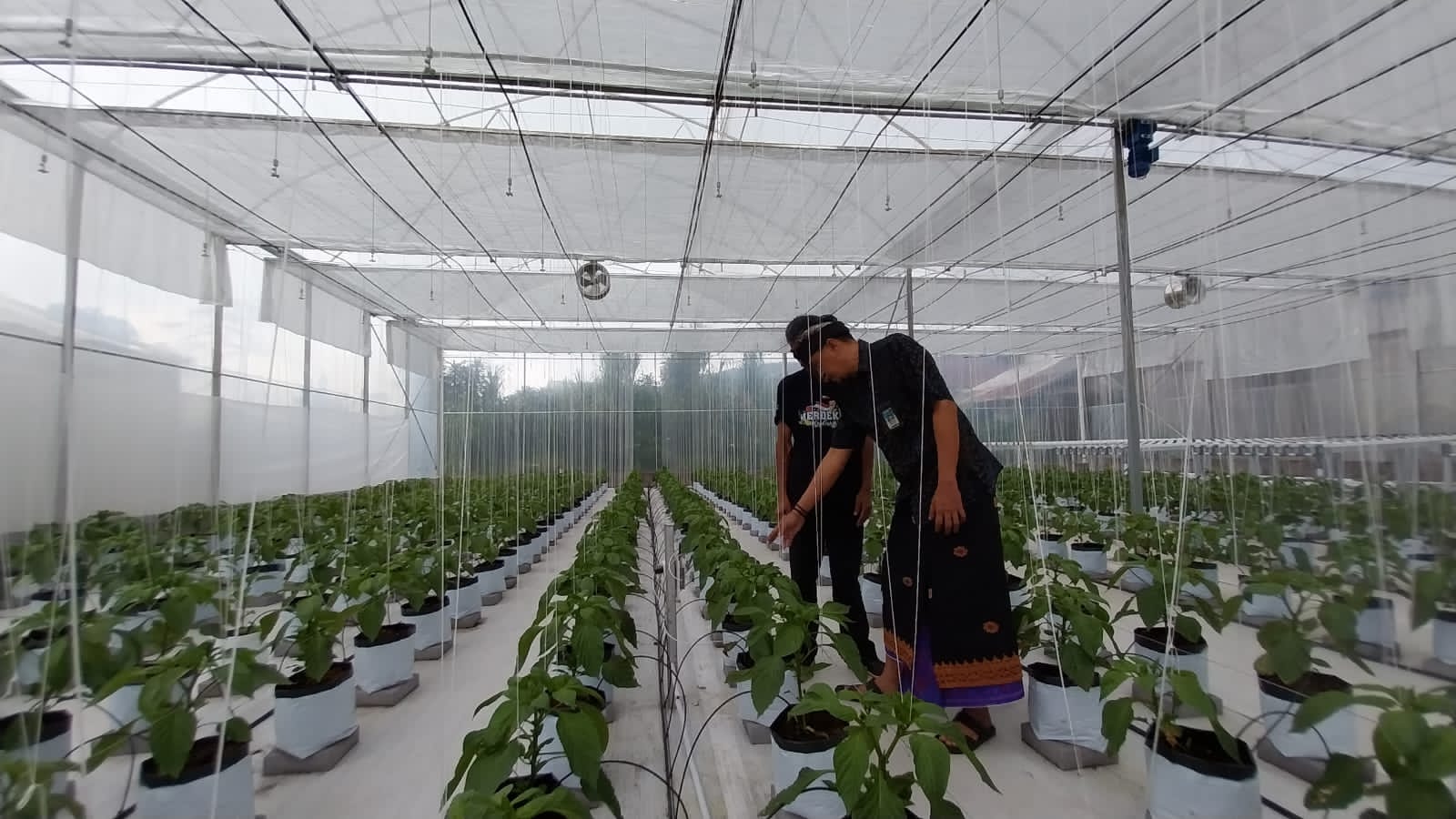 Petani Milenial Kembangkan Varietas Baru untuk Agro Wisata di Buleleng dengan Smart Green House