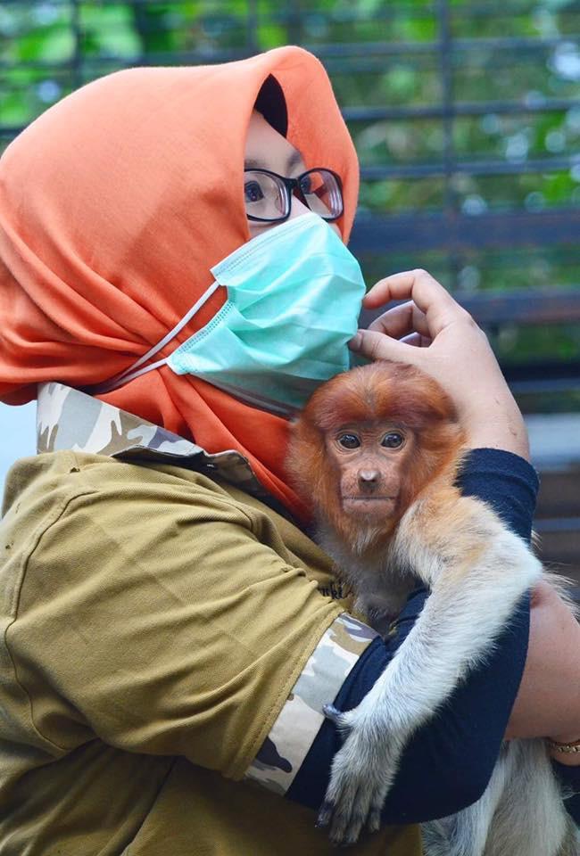 Selamatkan Bekantan dari Kepunahan, Amalia Rezeki Gandeng BenihBaik