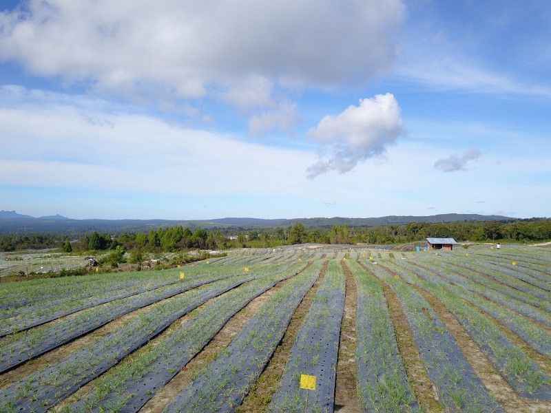 <i>Food Estate</i> Humbahas Panen, Petani: Kualitas Bawang Saya Bagus