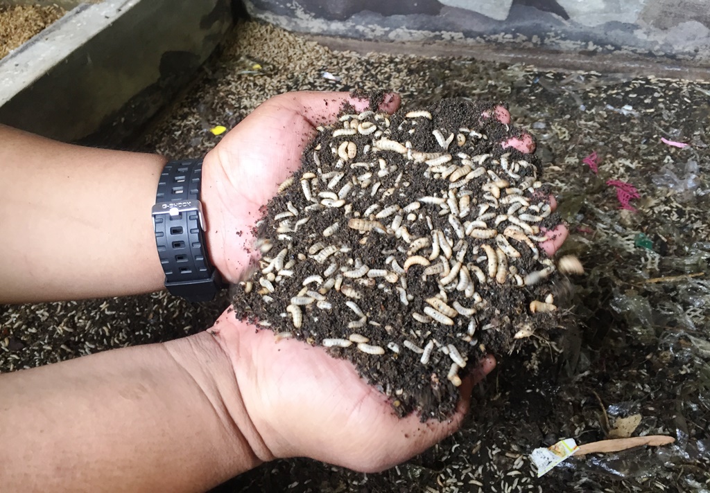 Lalat BSF, Bantu Atasi Permasalahan Sampah dan Bernilai Ekonomis