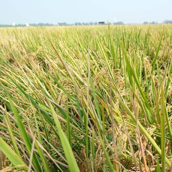 Kepri Panen Raya Padi di Tengah Wabah Covid-19