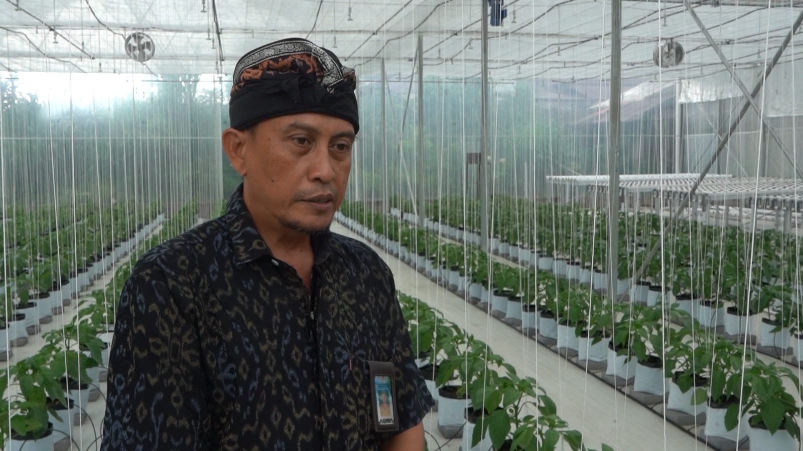 Petani Milenial Kembangkan Varietas Baru untuk Agro Wisata di Buleleng dengan Smart Green House