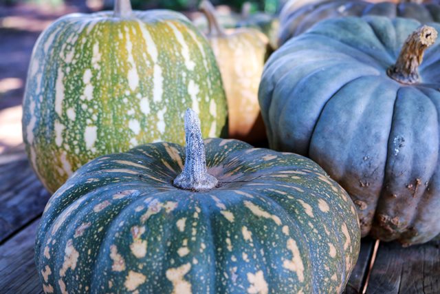 Manfaat kabocha 